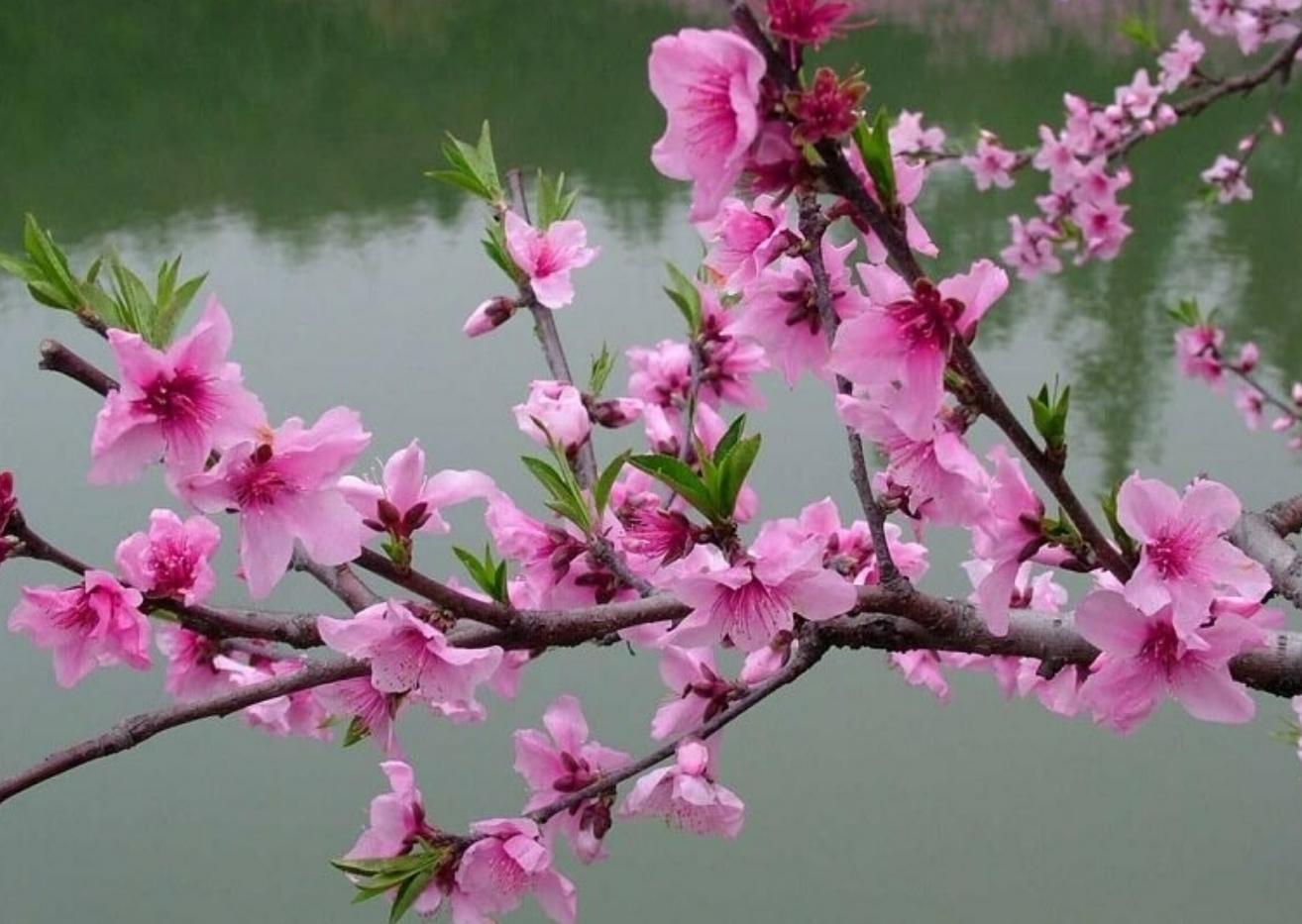 Cây hoa đào 