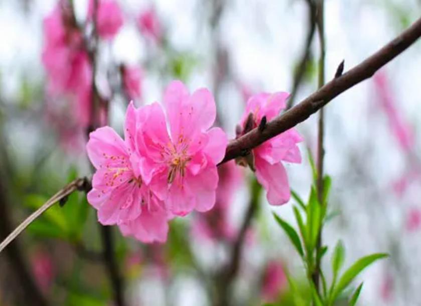 Cây hoa đào phai