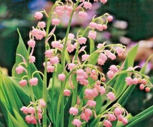 Cây hoa lan chuông hồng