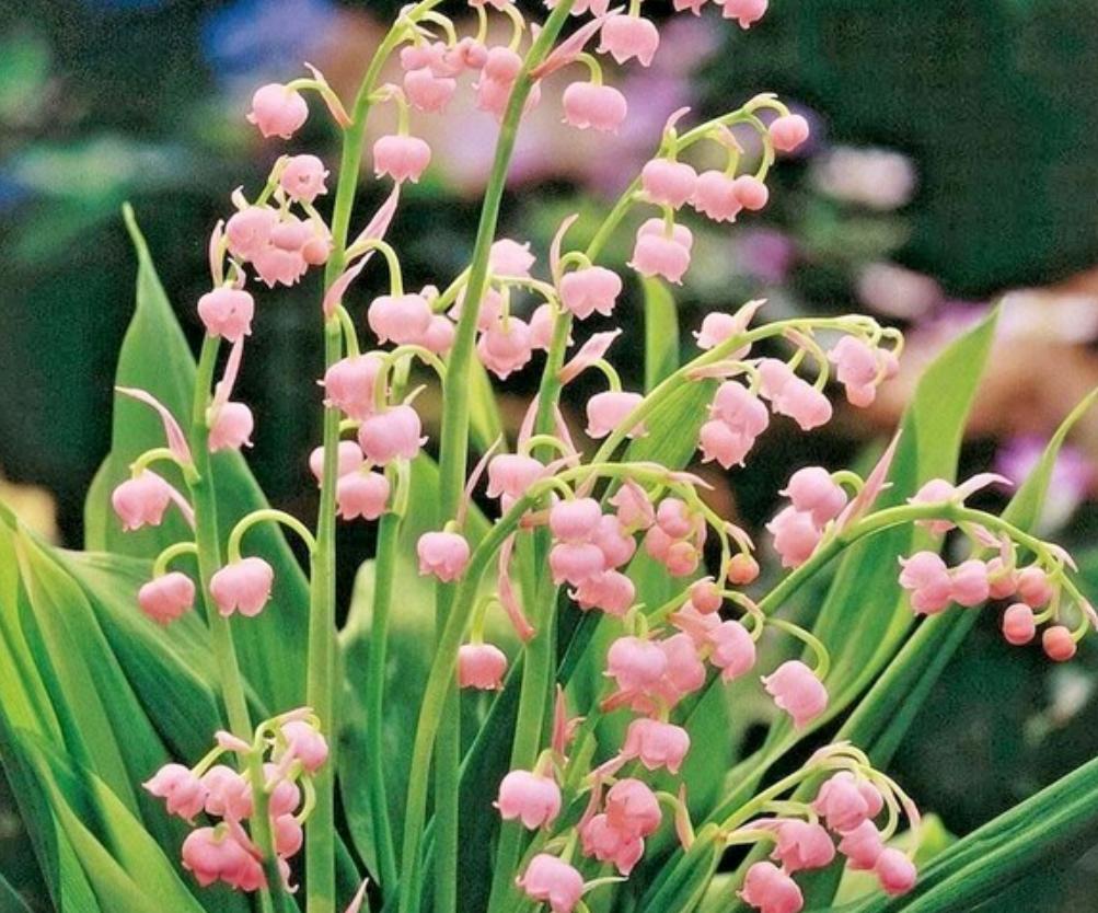 Cây hoa lan chuông hồng