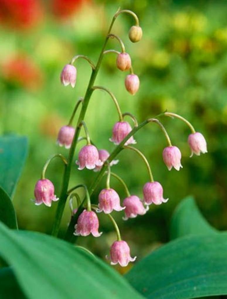 Cây hoa lan chuông hồng