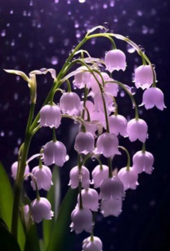 Cây hoa lan chuông tím