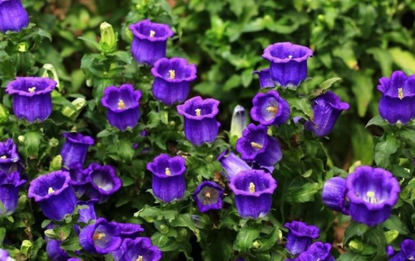 Cây hoa lan chuông tím 