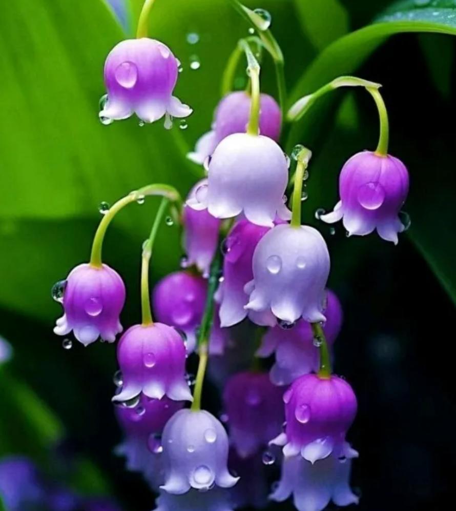 Cây hoa lan chuông tím