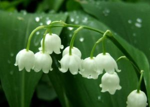 Cây hoa lan chuông trắng