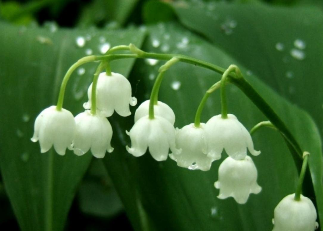 Cây hoa lan chuông trắng