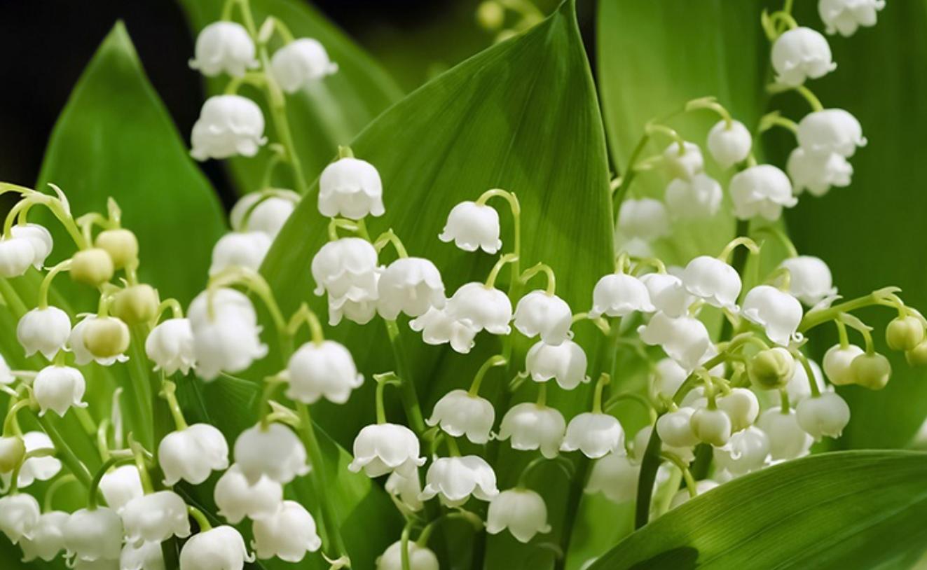 Cây hoa lan chuông trắng