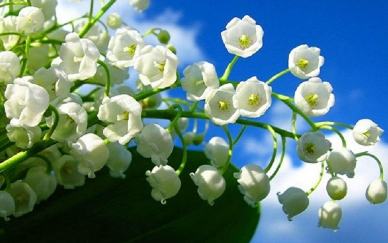 Cây hoa lan chuông trắng