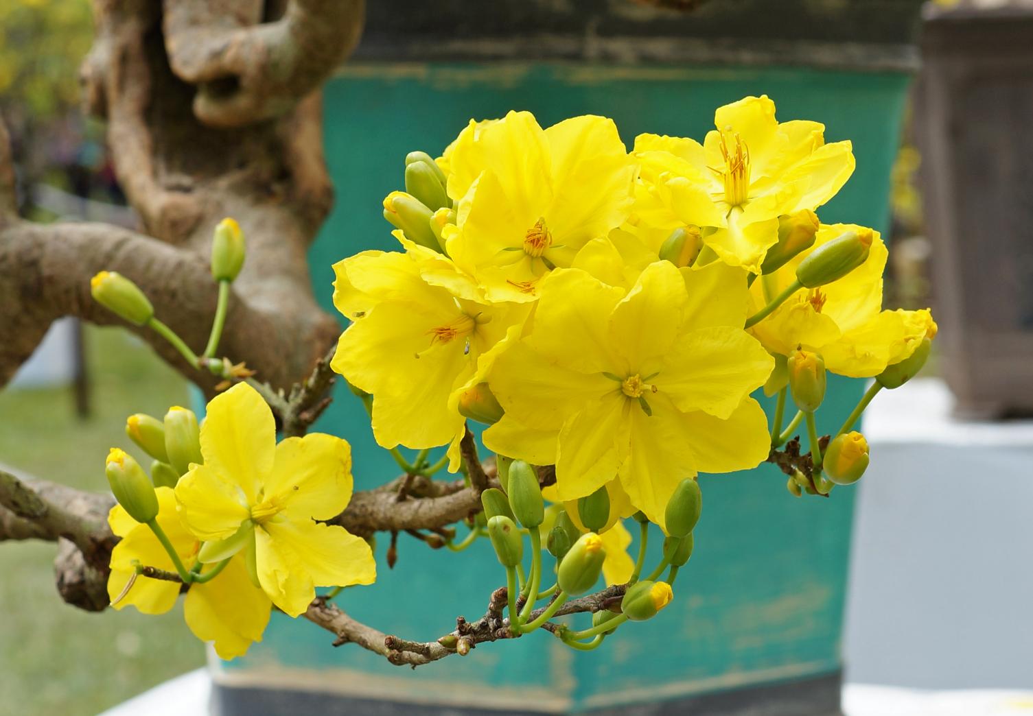 Cây hoa mai vàng