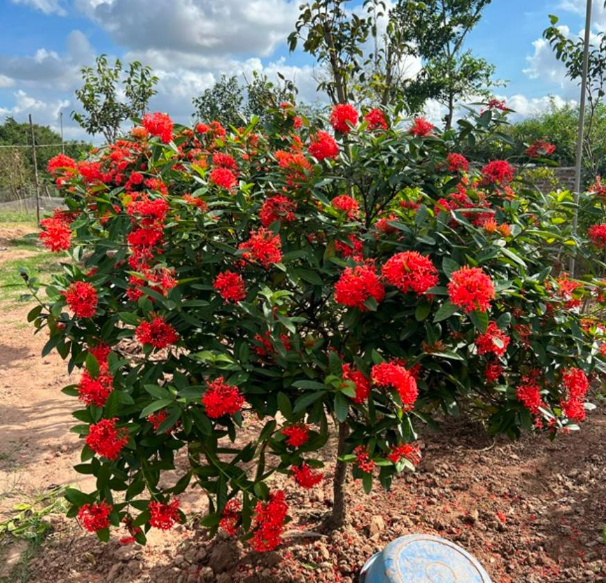 Cây hoa mẫu đơn đỏ