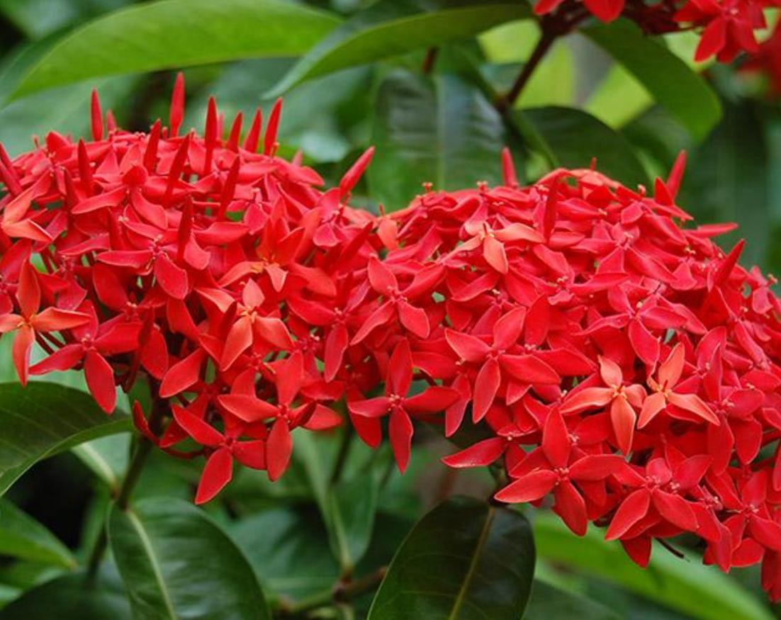 Cây hoa mẫu đơn đỏ