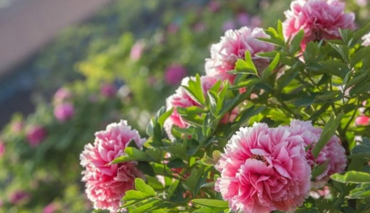 Cây hoa mẫu đơn hồng