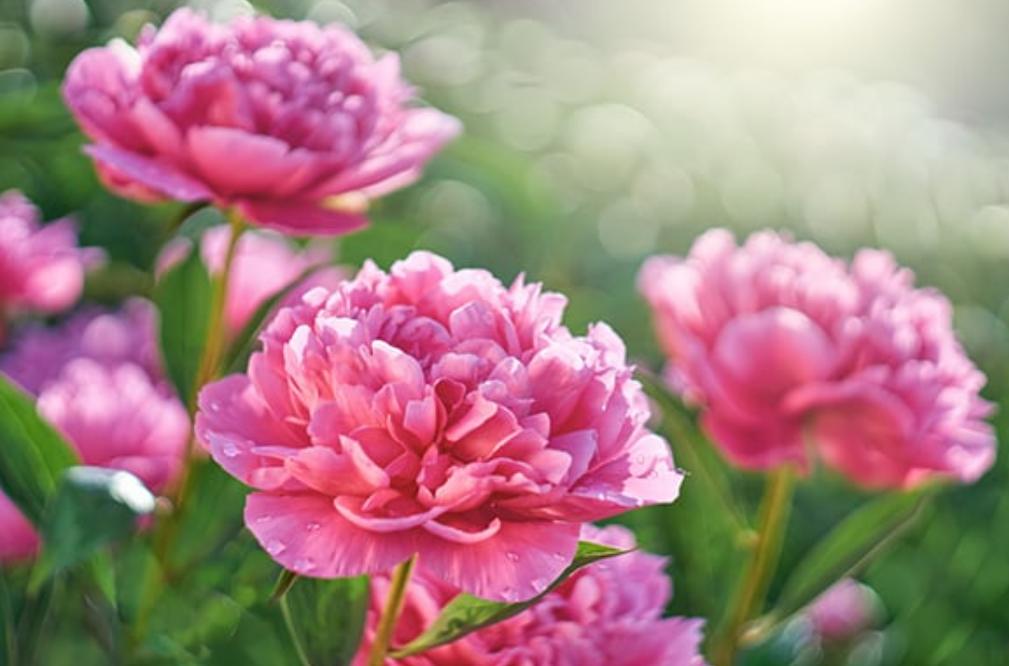 Cây hoa mẫu đơn hồng