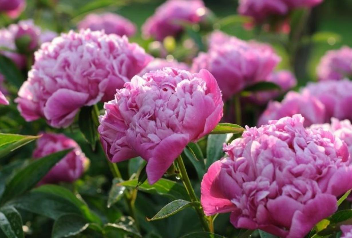 Cây hoa mẫu đơn hồng