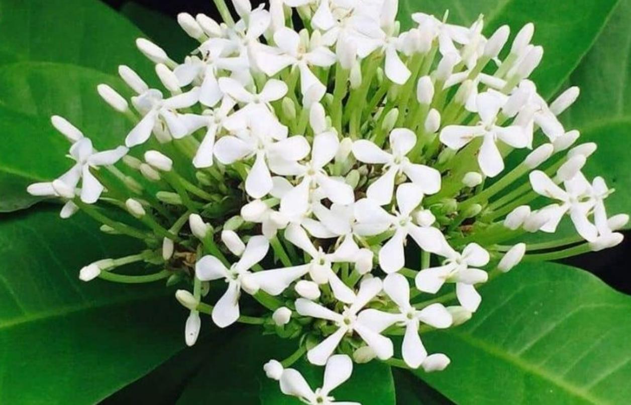 Cây hoa mẫu đơn trắng