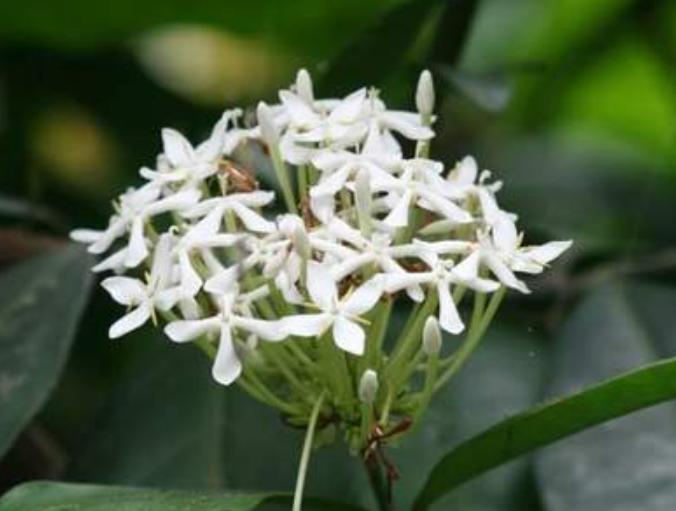 Cây hoa mẫu đơn trắng