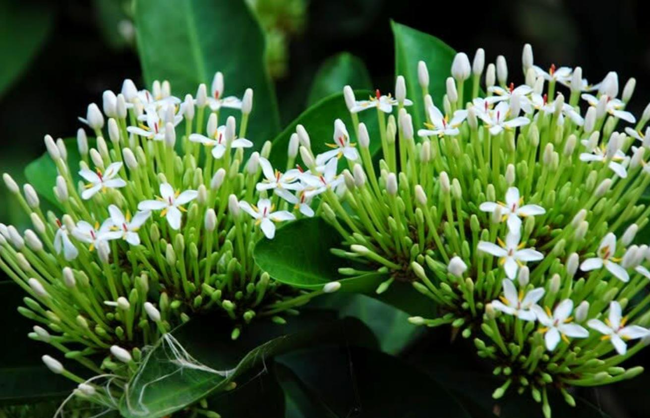 Cây hoa mẫu đơn trắng