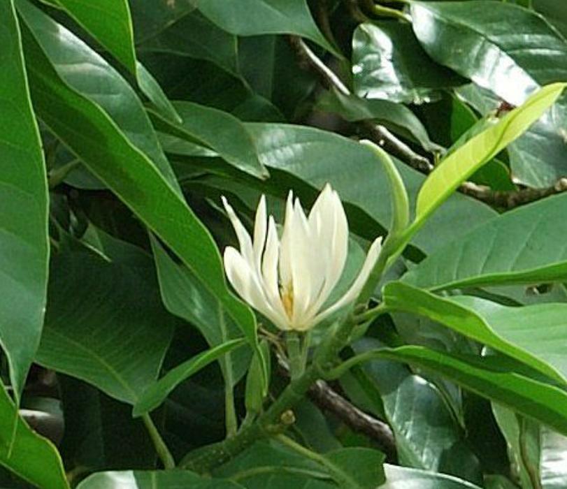 Cây hoa ngọc lan phong thủy