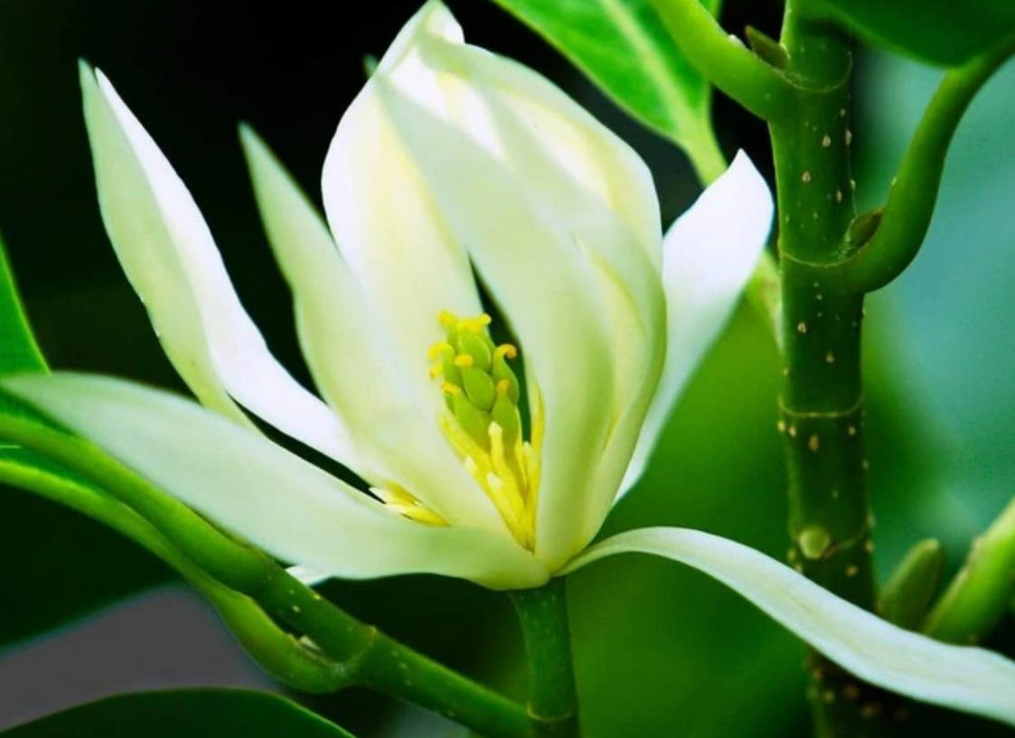 Cây hoa ngọc lan phong thủy