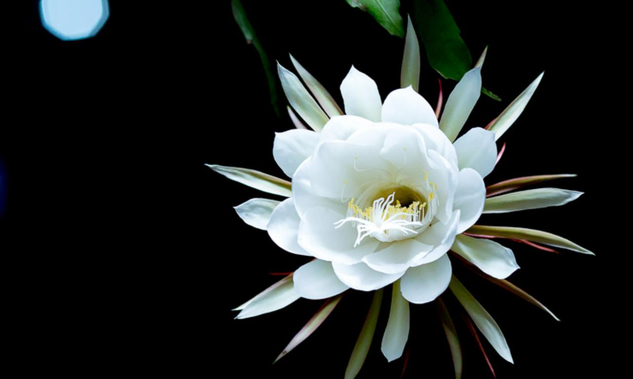 Cây hoa quỳnh – Loài hoa mang vẻ đẹp kiêu sa nở vào ban đêm