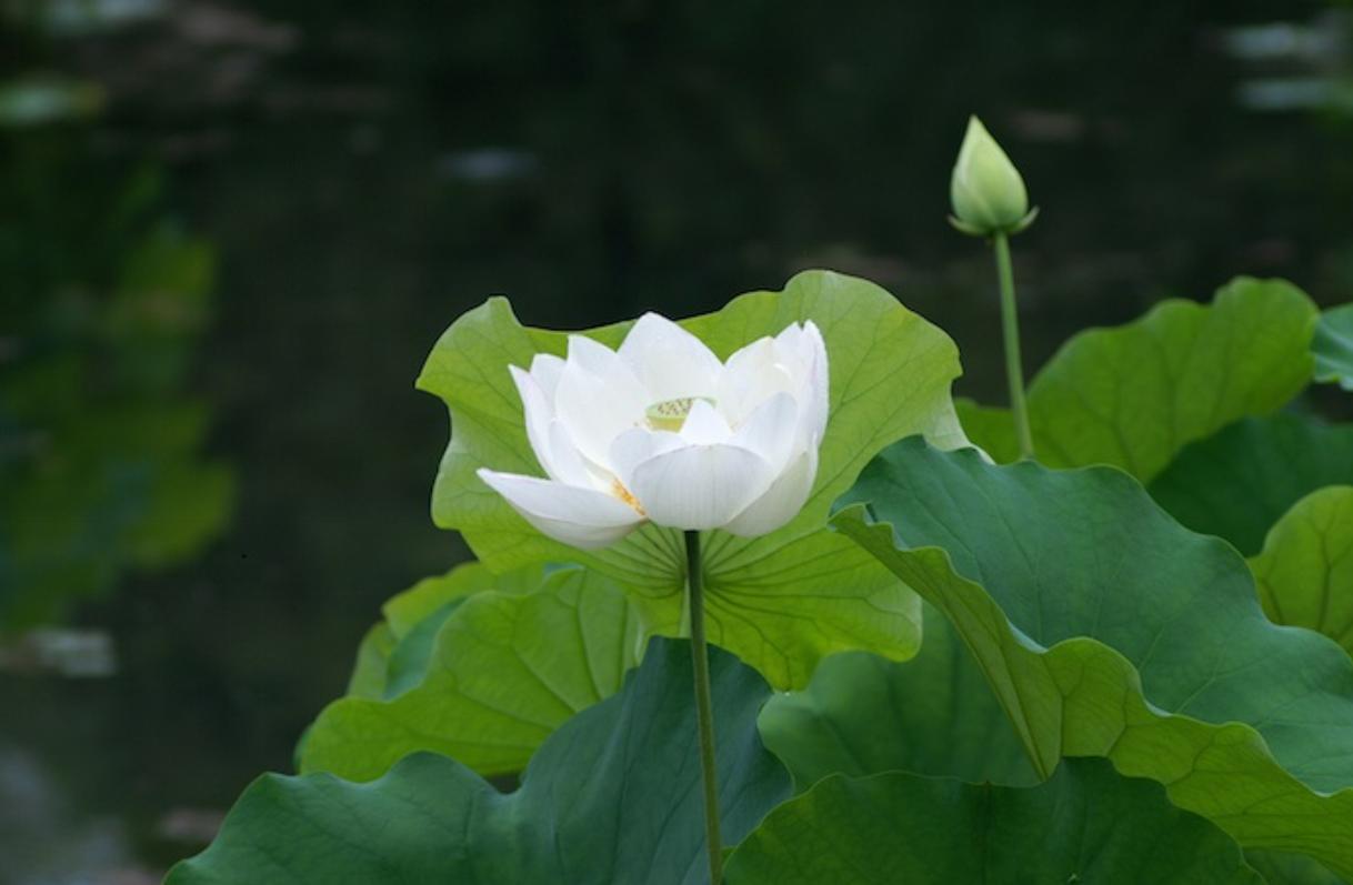 Cây hoa sen trắng