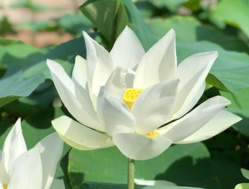 Cây hoa sen trắng