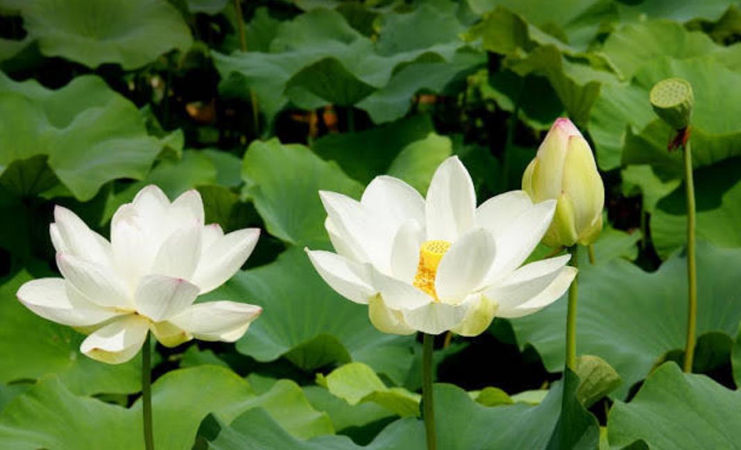 Cây hoa sen trắng