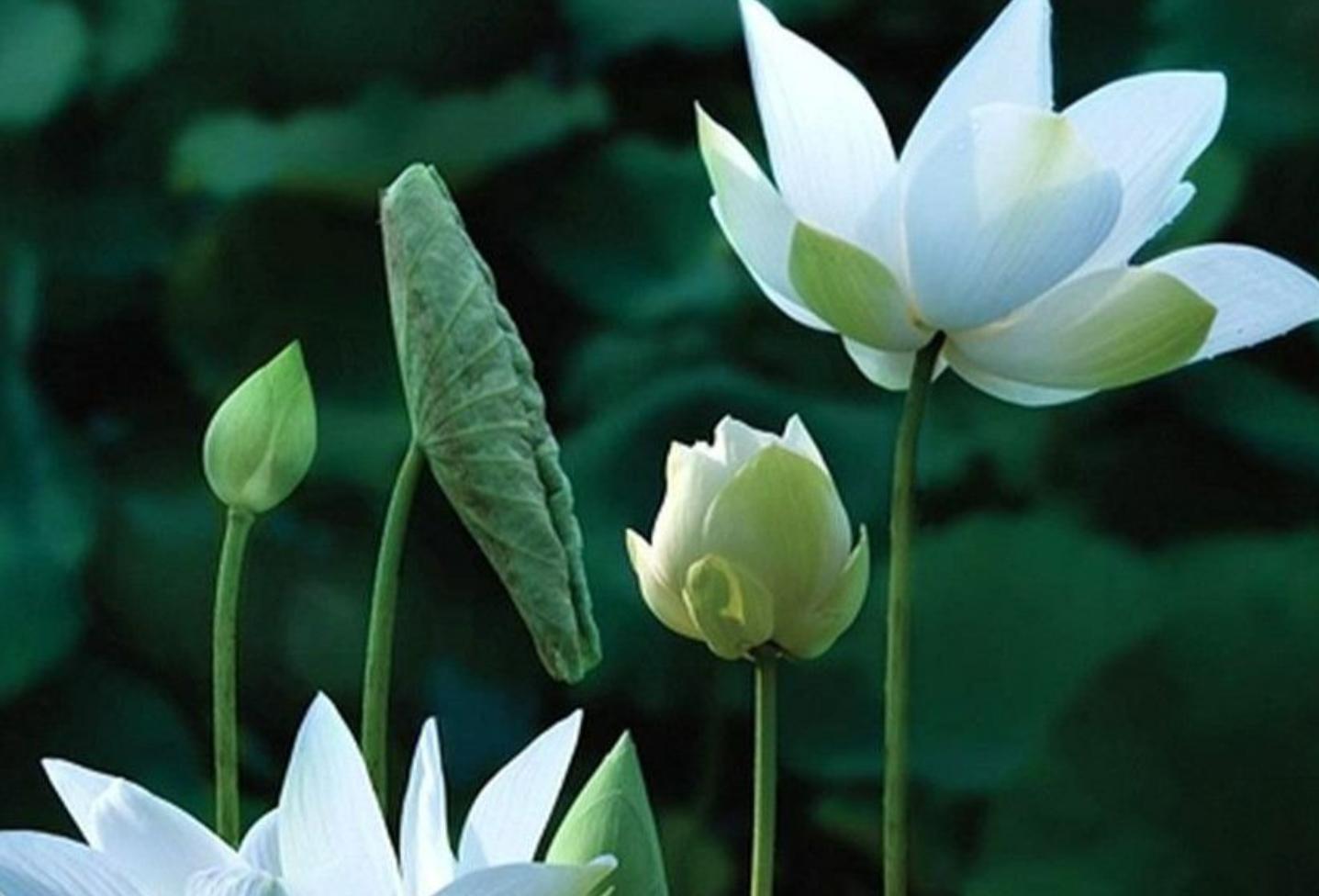 Cây hoa sen trắng