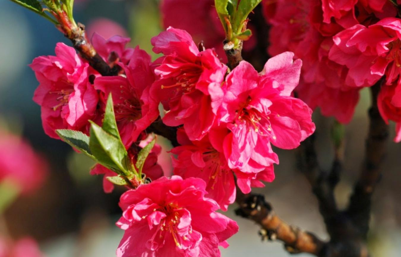 cây hoa đào bích