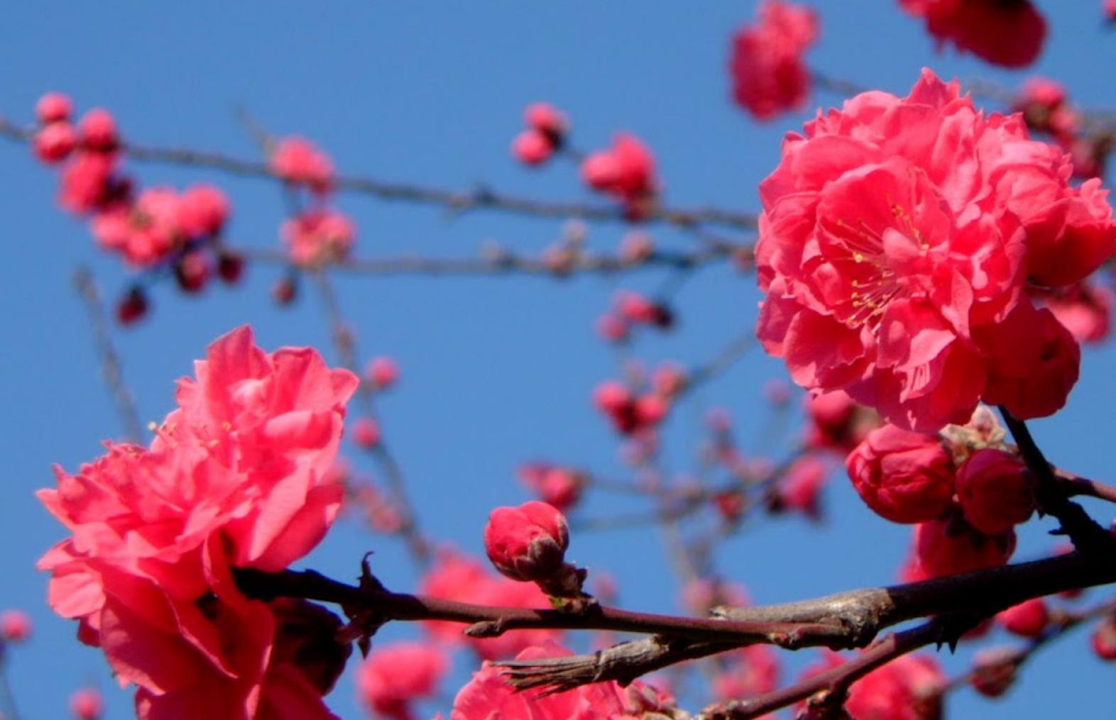 cây hoa đào bích