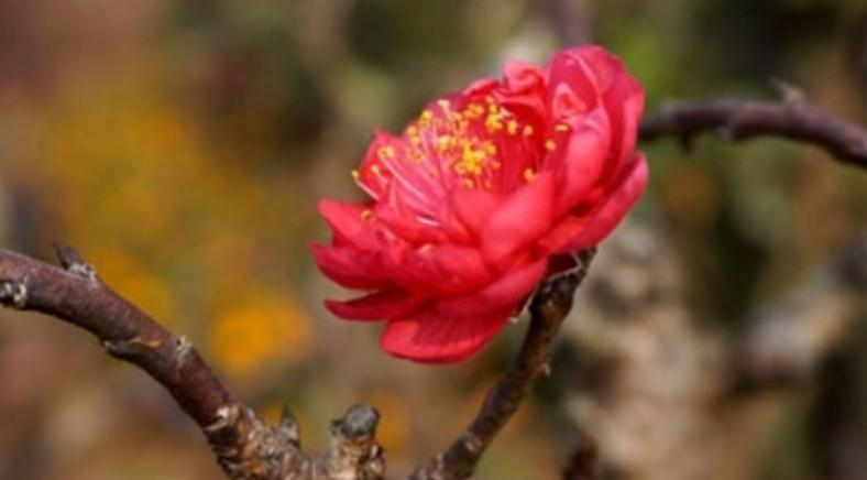 cây hoa đào bích